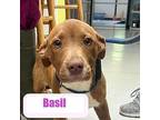 Basil Labrador Retriever Puppy Female