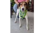Natasha Treeing Walker Coonhound Adult Female