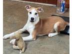 Pax Mixed Breed (Medium) Puppy Male