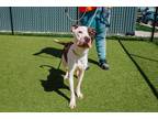 Bumble Bee FKA Dot Mixed Breed (Large) Puppy Female