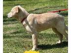 Perry Retriever (Unknown Type) Puppy Male
