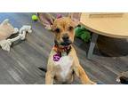 Daisy Flower Bluff Black Mouth Cur Puppy Female