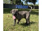 WILDER Shepherd (Unknown Type) Puppy Male