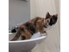 Queenie Domestic Longhair Kitten Female