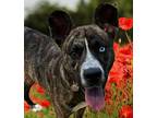 Beck the Blue Eyed Wonder. American Pit Bull Terrier Adult Male