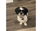 Bandit Shih Tzu Adult Male