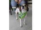 Thunder Beagle Adult Male