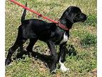 Robin Pointer Puppy Female