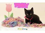 Pinky Domestic Shorthair Kitten Female