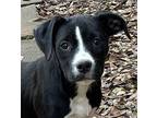 Dahlia Labrador Retriever Puppy Female