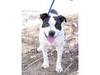 AVA American Staffordshire Terrier Young Female