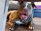Canyon Lakes American Pit Bull Terrier Adult Male