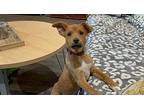Petunia Flower Bluff Labrador Retriever Puppy Female