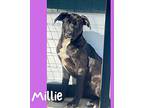 Millie Labrador Retriever Puppy Female