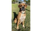 NALA Boxer Adult Female