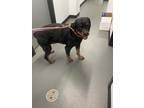 Lavender Rottweiler Adult Female