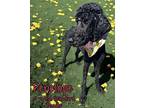 Penelope Poodle (Standard) Adult Female
