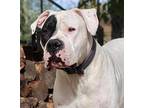Gauge Dogo Argentino Adult Male