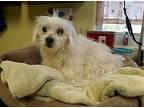 Buttons Maltese Senior Female