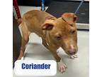 Coriander Labrador Retriever Puppy Male
