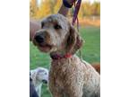 Adopt Dude *SPECIAL NEEDS* *READ ENTIRE DESCRIPTION* a Goldendoodle dog in