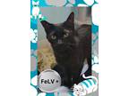Adopt Flip (Nutmeg) a All Black Domestic Shorthair / Mixed Breed (Medium) /