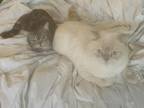 Madame Chloes Munchkins Kitten