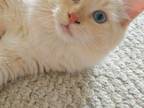 Ragdoll Maisy And Dolly Litter