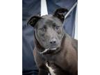 Adopt Cleo a Black Golden Retriever / Mixed Breed (Medium) / Mixed (short coat)