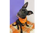 Adopt Monty a Black Labrador Retriever / Mixed Breed (Medium) / Mixed (short