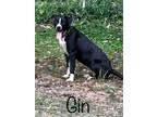 Adopt Gin a Boxer / Mixed dog in Rutherfordton, NC (38895273)