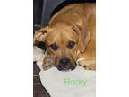 Adopt Rocky a Tricolor (Tan/Brown & Black & White) Boxer / Labrador Retriever /