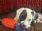 Boston Cream SS D2024 KY Airedale Terrier Puppy Female