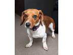 Daisy Mae Chihuahua Adult Female