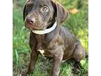 Sloan Terrier (Unknown Type, Medium) Puppy Male