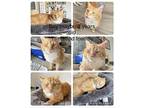 Temo **COURTESY POST** Oriental Adult Male