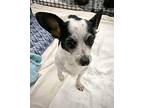 Lola Mixed Breed (Small) Senior Female