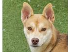 Raven Husky Young Female