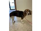 Rusty Beagle Adult Female