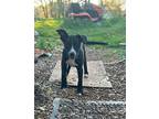 Eragon Earl Border Collie Puppy Male