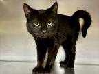 Effler Domestic Shorthair Kitten Male