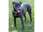 Aloha Labrador Retriever Adult Female