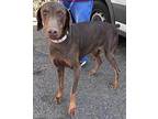 Tessa Doberman Pinscher Adult Female