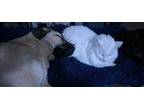 Olivia Anatolian Shepherd Young Female