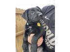 River German Shepherd Dog Puppy Female