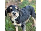 Sonny Terrier (Unknown Type, Medium) Puppy Male