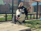 Fritz Husky Young Male