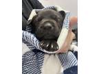 Mavis American Pit Bull Terrier Puppy Female