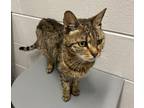 Francesca Domestic Shorthair Senior Female