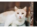 72917A Olivia-Pounce Cat Cafe Domestic Shorthair Adult Female